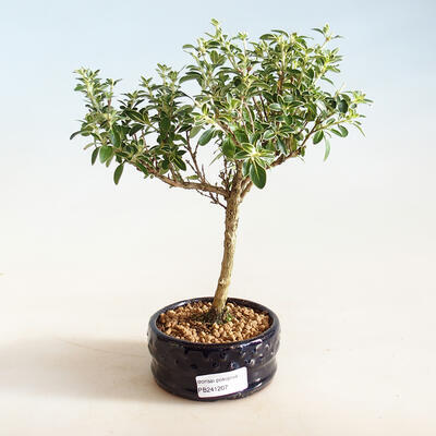 Indoor bonsai - Serissa foetida Variegata - Tree of a Thousand Stars - 1