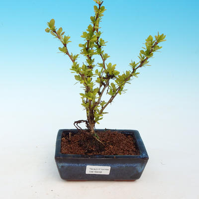 Outdoor bonsai - Berberis thunbergii - Barberry
