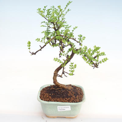 Indoor bonsai - Zantoxylum piperitum - Pepper tree PB22080 - 1