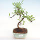 Indoor bonsai - Zantoxylum piperitum - Pepper tree PB22080 - 1/4