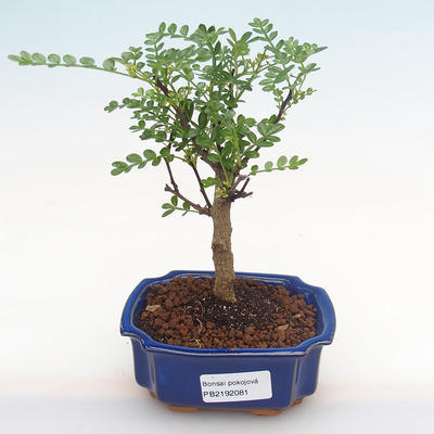 Indoor bonsai - Zantoxylum piperitum - pepper tree PB2192081 - 1