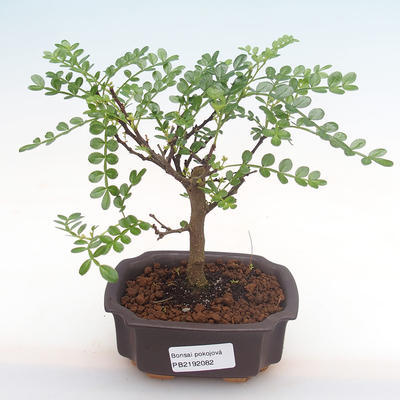 Indoor bonsai - Zantoxylum piperitum - pepper tree PB2192082 - 1