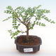 Indoor bonsai - Zantoxylum piperitum - pepper tree PB2192082 - 1/5