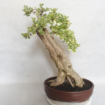 Indoor bonsai - Duranta erecta Variegata - 1