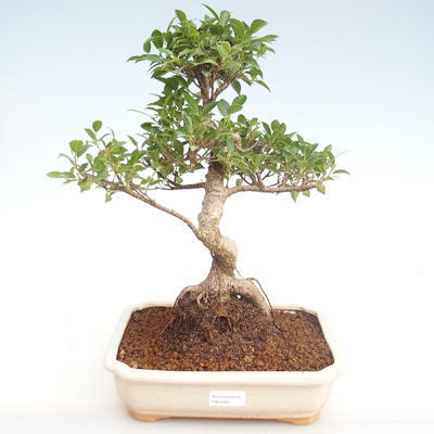 Indoor bonsai - Ficus retusa - small leaf ficus PB22083 - 1