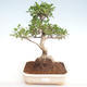 Indoor bonsai - Ficus retusa - small leaf ficus PB22083 - 1/2