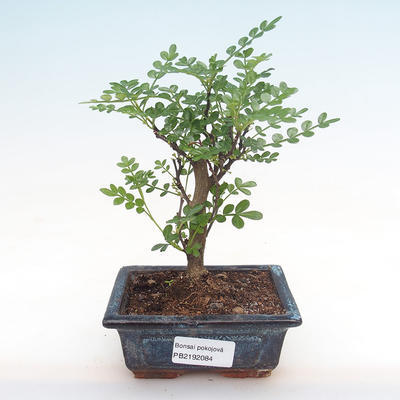 Indoor bonsai - Zantoxylum piperitum - pepper tree PB2192084 - 1