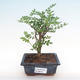 Indoor bonsai - Zantoxylum piperitum - pepper tree PB2192084 - 1/5