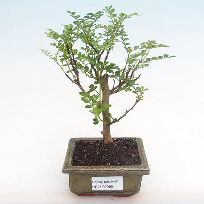 Indoor bonsai - Zantoxylum piperitum - pepper tree PB2192085 - 1