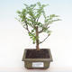 Indoor bonsai - Zantoxylum piperitum - pepper tree PB2192085 - 1/5