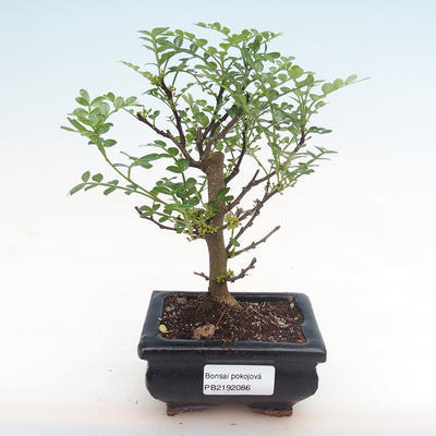 Indoor bonsai - Zantoxylum piperitum - pepper tree PB2192086 - 1