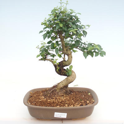 Indoor bonsai -Ligustrum chinensis - Privet PB22086 - 1