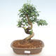Indoor bonsai -Ligustrum chinensis - Privet PB22086 - 1/3