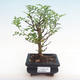 Indoor bonsai - Zantoxylum piperitum - pepper tree PB2192086 - 1/5