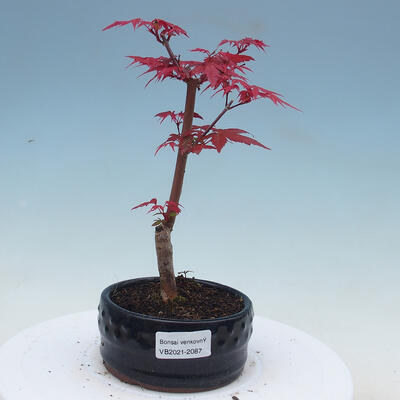 Outdoor bonsai - Maple palmatum DESHOJO - Maple palmate - 1