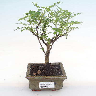 Indoor bonsai - Zantoxylum piperitum - pepper tree PB2192087 - 1