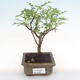 Indoor bonsai - Zantoxylum piperitum - pepper tree PB2192087 - 1/5