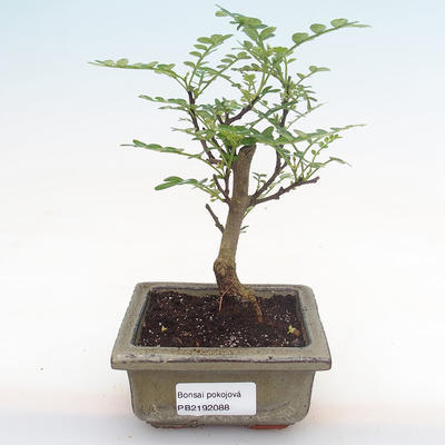 Indoor bonsai - Zantoxylum piperitum - pepper tree PB2192088 - 1