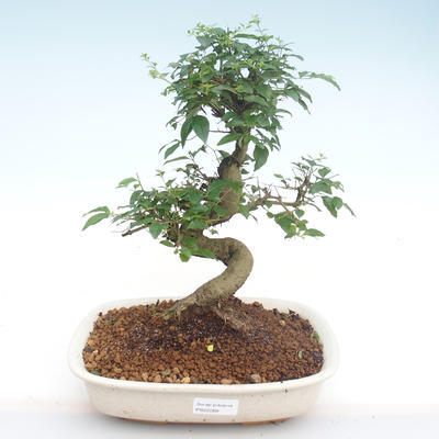 Indoor bonsai -Ligustrum chinensis - Privet PB22088 - 1