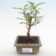 Indoor bonsai - Zantoxylum piperitum - pepper tree PB2192088 - 1/5
