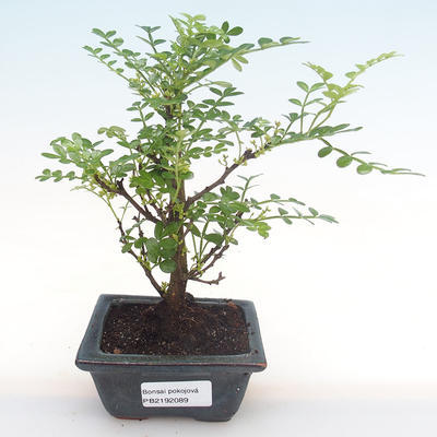 Indoor bonsai - Zantoxylum piperitum - pepper tree PB2192089 - 1