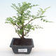 Indoor bonsai - Zantoxylum piperitum - pepper tree PB2192089 - 1/5