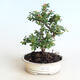 Outdoor bonsai-Cotoneaster horizontalis-Rock Garden - 1/2