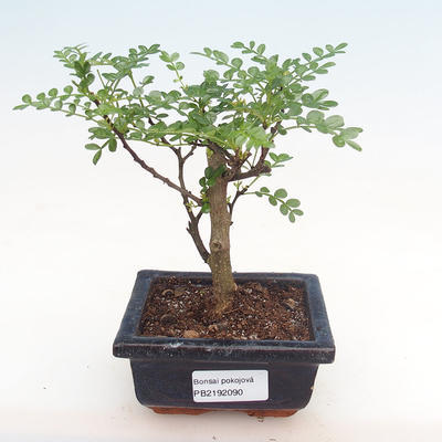 Indoor bonsai - Zantoxylum piperitum - pepper tree PB2192090 - 1