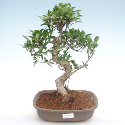 Indoor bonsai - Ficus retusa - small leaf ficus PB22090 - 1
