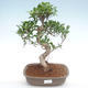 Indoor bonsai - Ficus retusa - small leaf ficus PB22090 - 1/2