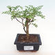 Indoor bonsai - Zantoxylum piperitum - pepper tree PB2192090 - 1/5