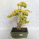 Indoor bonsai -Ligustrum Aurea - Bird's beak - 1/5