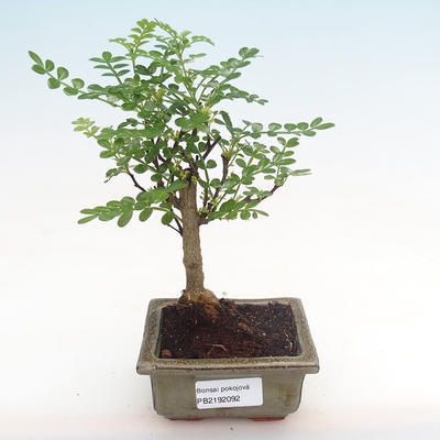 Indoor bonsai - Zantoxylum piperitum - pepper tree PB2192092 - 1