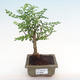 Indoor bonsai - Zantoxylum piperitum - pepper tree PB2192092 - 1/5