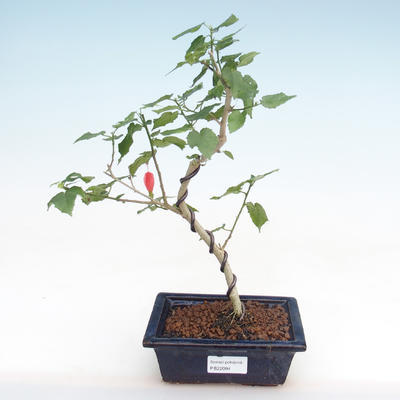 Indoor bonsai - small-flowered hibiscus PB22094 - 1