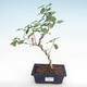 Indoor bonsai - small-flowered hibiscus PB22094 - 1/2