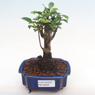 Indoor bonsai - Ficus retusa - small leaf ficus PB2192095 - 1