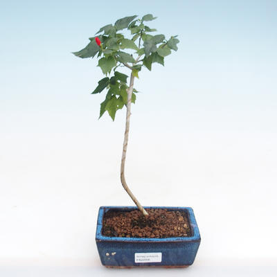 Indoor bonsai - small-flowered hibiscus PB22095 - 1