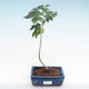 Indoor bonsai - small-flowered hibiscus PB22095 - 1/2