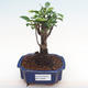 Indoor bonsai - Ficus retusa - small leaf ficus PB2192095 - 1/2