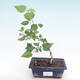 Indoor bonsai - small-flowered hibiscus PB22096 - 1/2