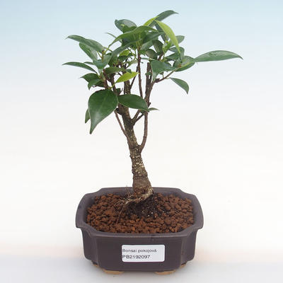 Indoor bonsai - Ficus retusa - small leaf ficus PB2192097 - 1