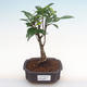 Indoor bonsai - Ficus retusa - small leaf ficus PB2192097 - 1/2