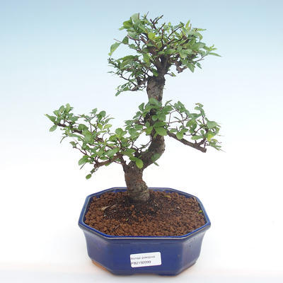 Indoor bonsai - Ulmus parvifolia - Small leaf elm PB2192099 - 1