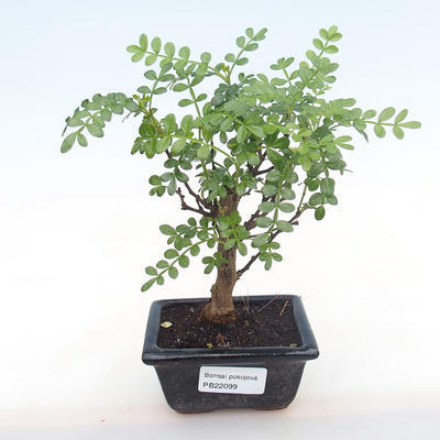 Indoor bonsai - Zantoxylum piperitum - pepper tree PB220099 - 1