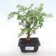 Indoor bonsai - Zantoxylum piperitum - pepper tree PB220099 - 1/5