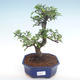 Indoor bonsai - Ulmus parvifolia - Small leaf elm PB2192099 - 1/3
