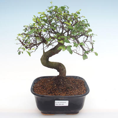 Indoor bonsai - Ulmus parvifolia - Small leaf elm PB2192100 - 1