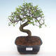 Indoor bonsai - Ulmus parvifolia - Small leaf elm PB2192100 - 1/3