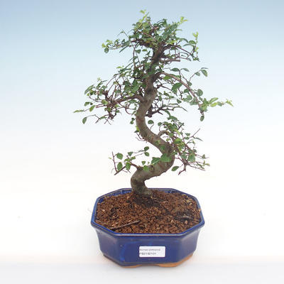 Indoor bonsai - Ulmus parvifolia - Small leaf elm PB2192101 - 1